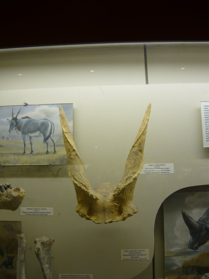 Spirocerus kiaktensis skull fragment