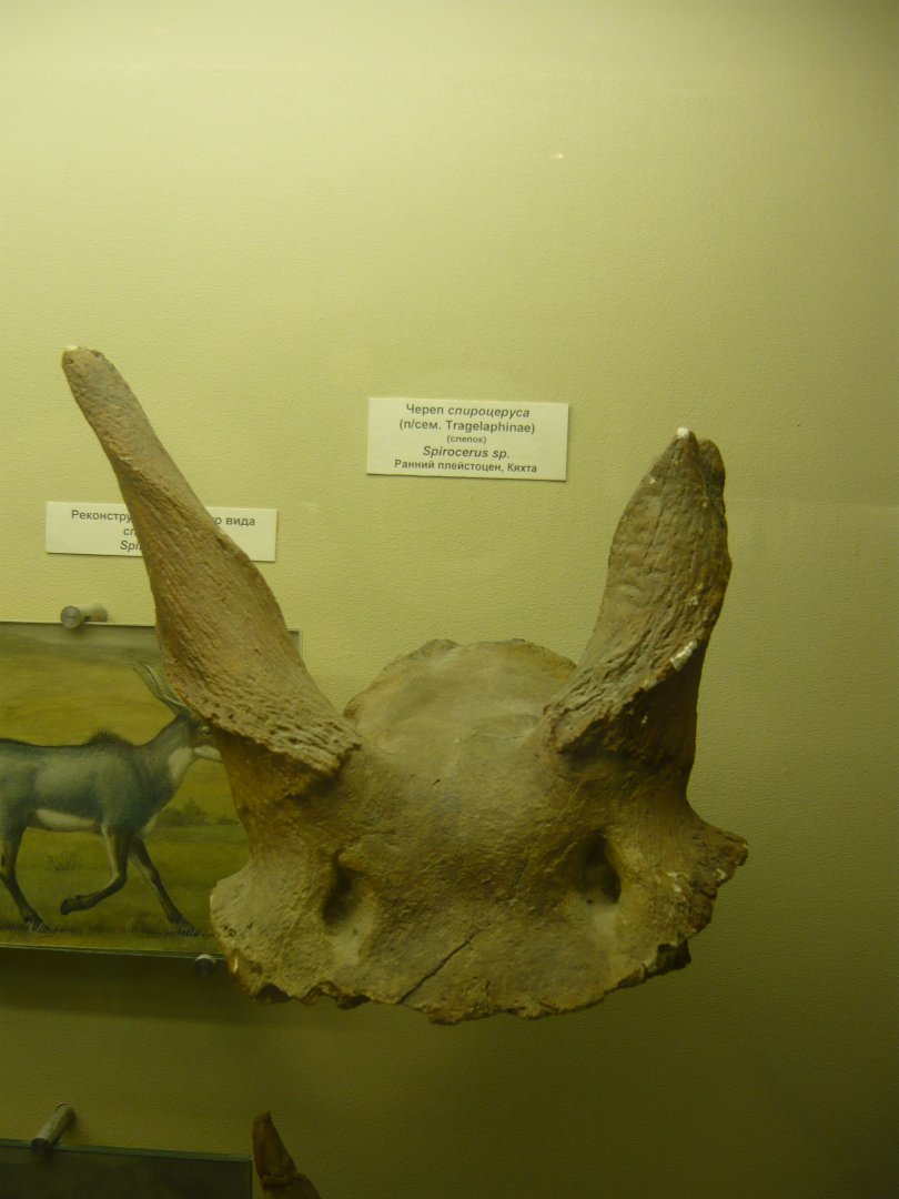 Spirocerus sp. skull fragment