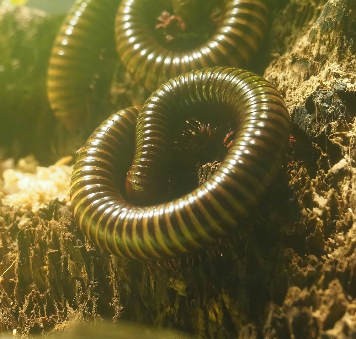 Spirostreptus brachycerus millipede, 2022-09-04