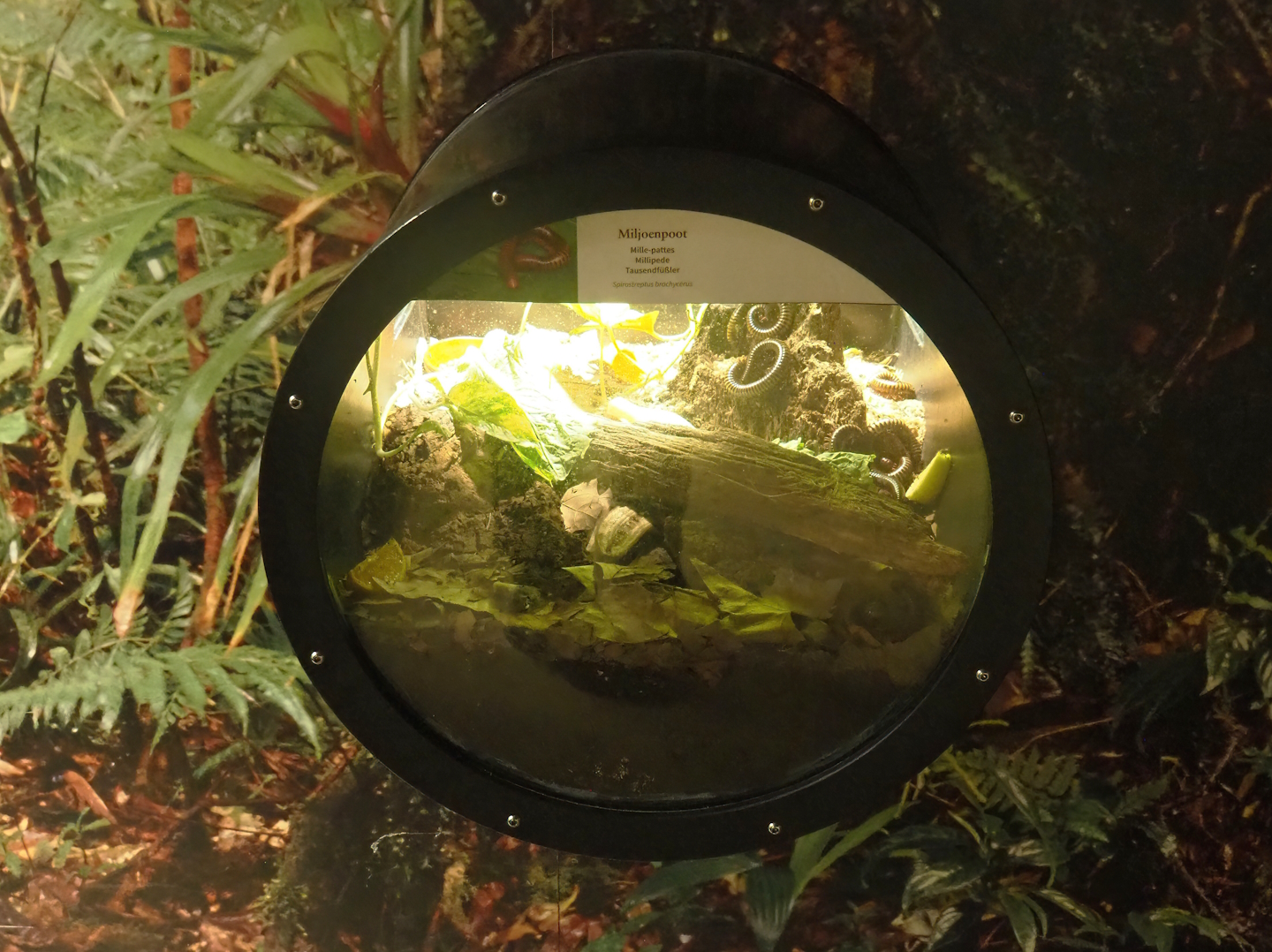 Spirostreptus brachycerus millipede terrarium, 2022-09-04