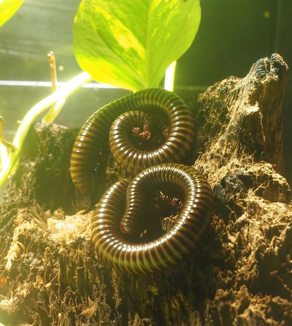 Spirostreptus brachycerus millipedes, 2022-09-04