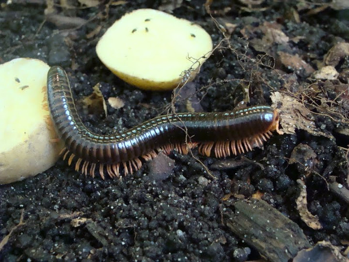 Spirostreptus giganteus