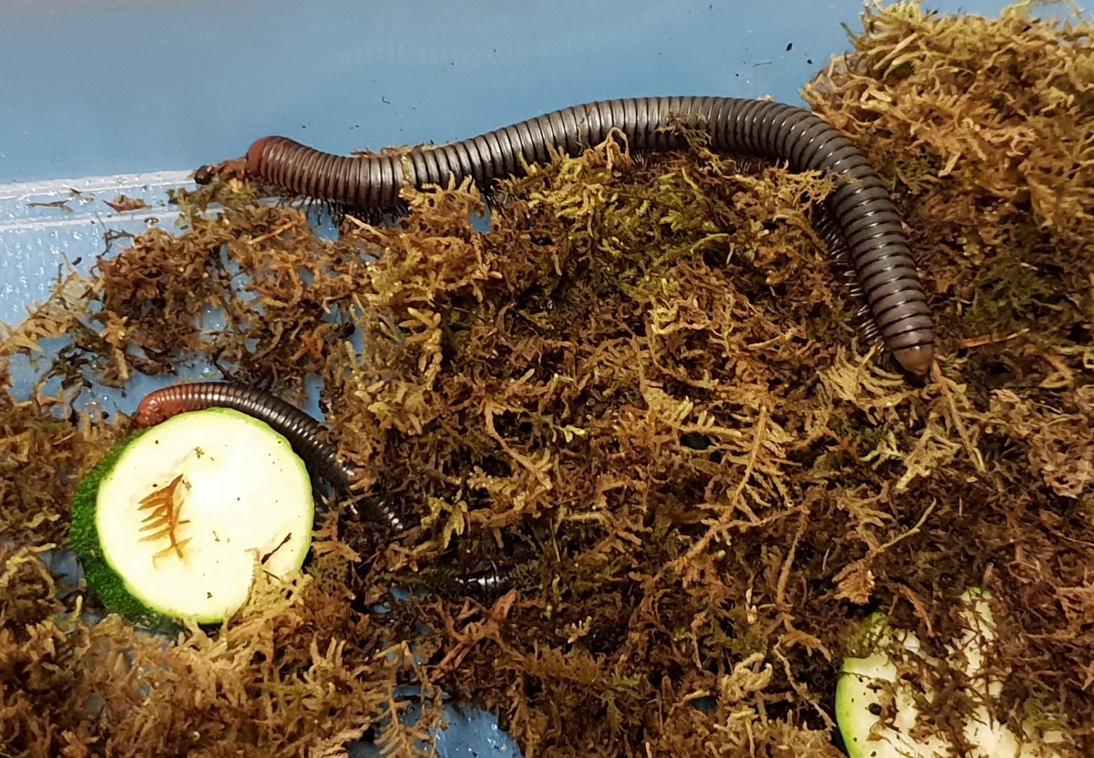 Spirostreptus servatius