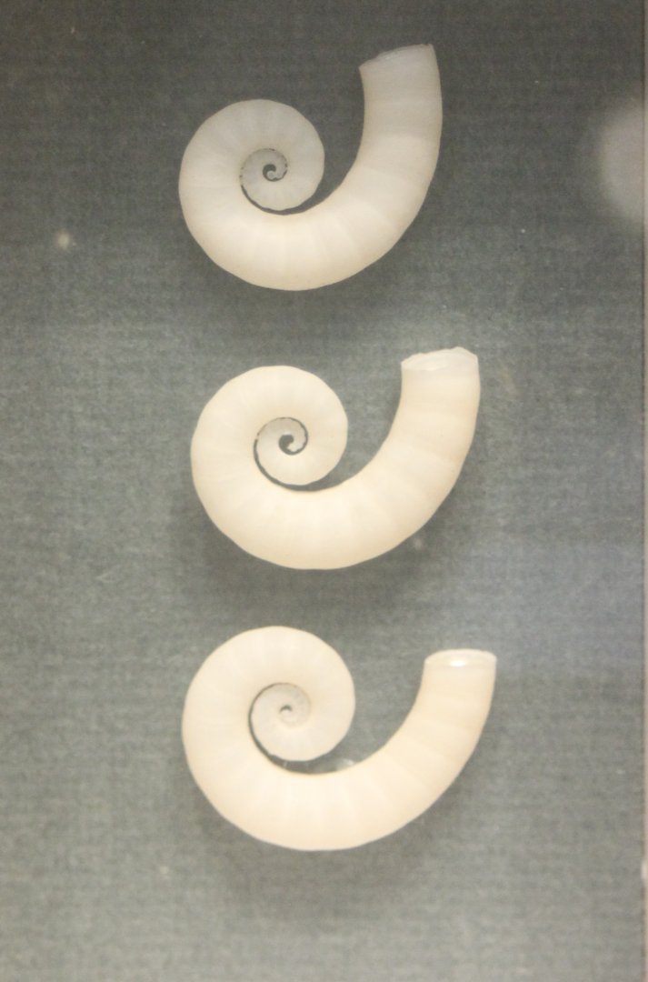 Spirula internal shells