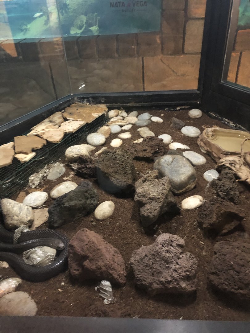 Spitting Cobra Enclosure at Aqua Vega