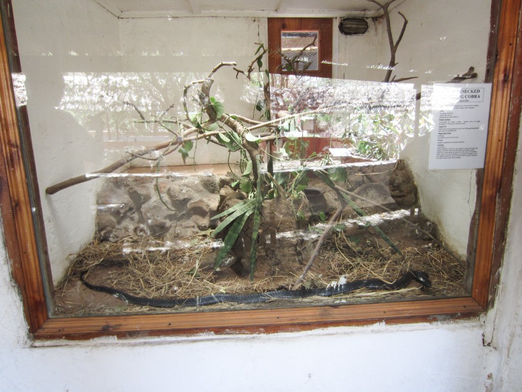 Spitting Cobra tank