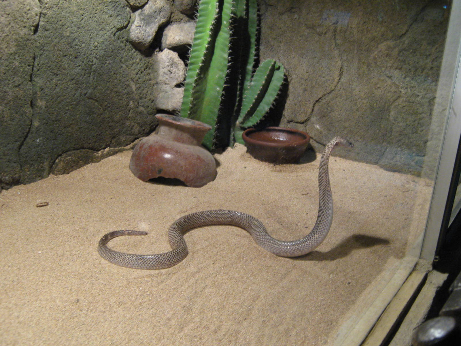 spitting cobra