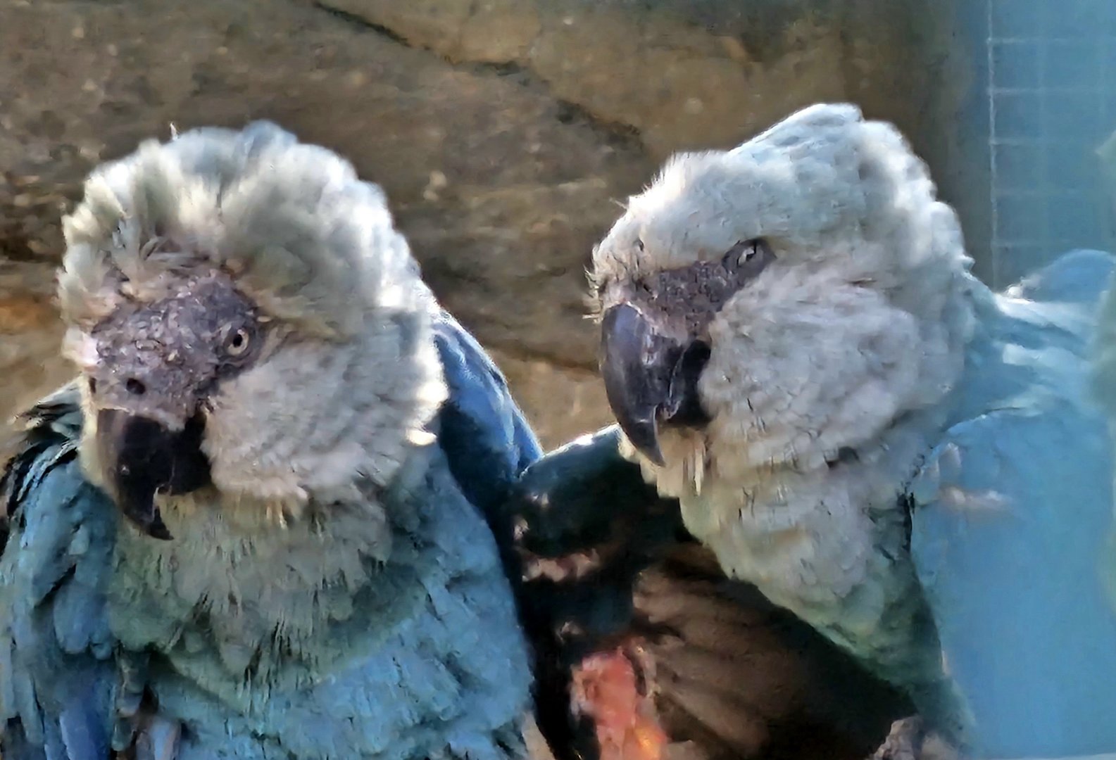 Spix macaw, cropped photo