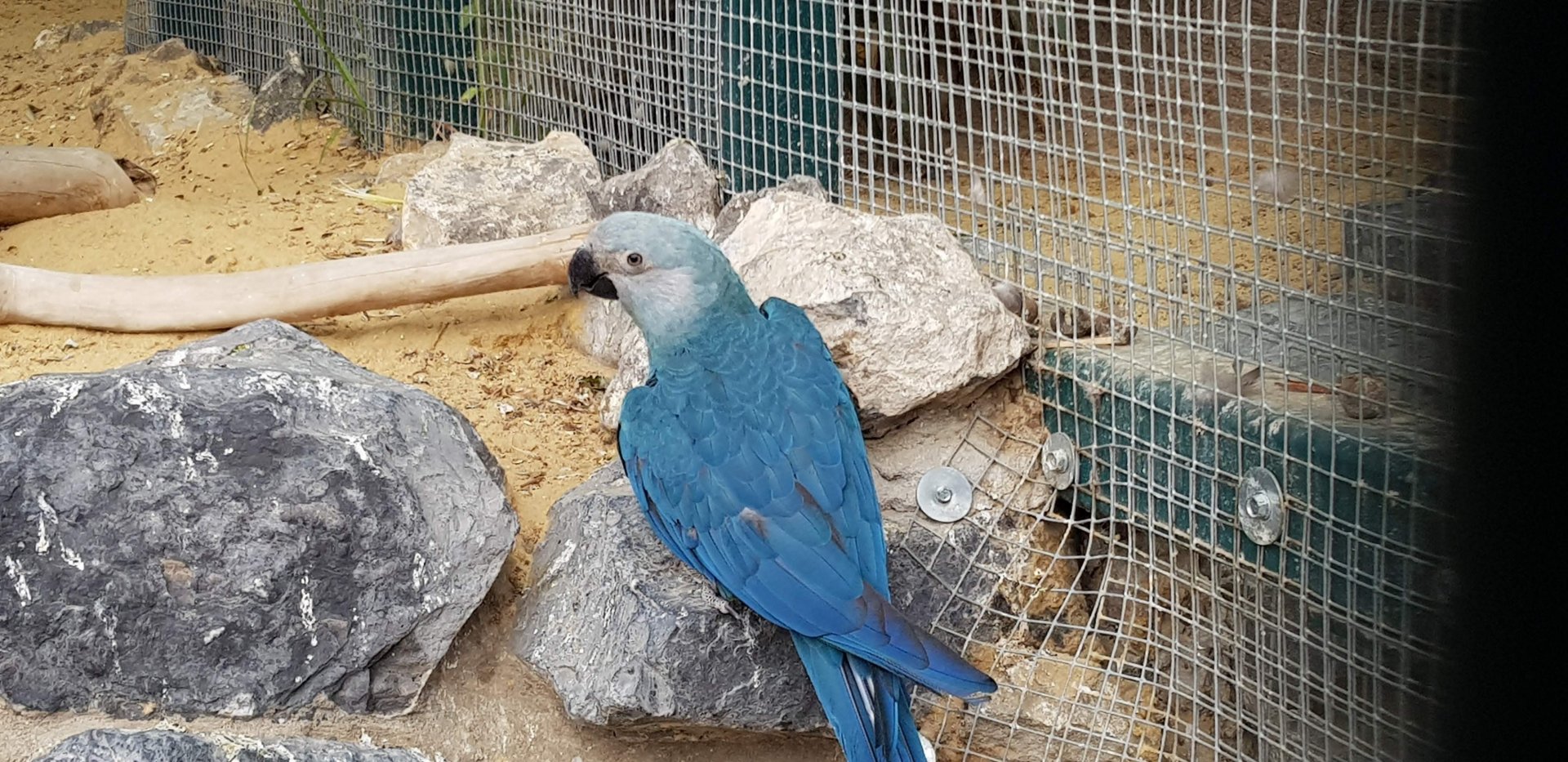Spix macaw