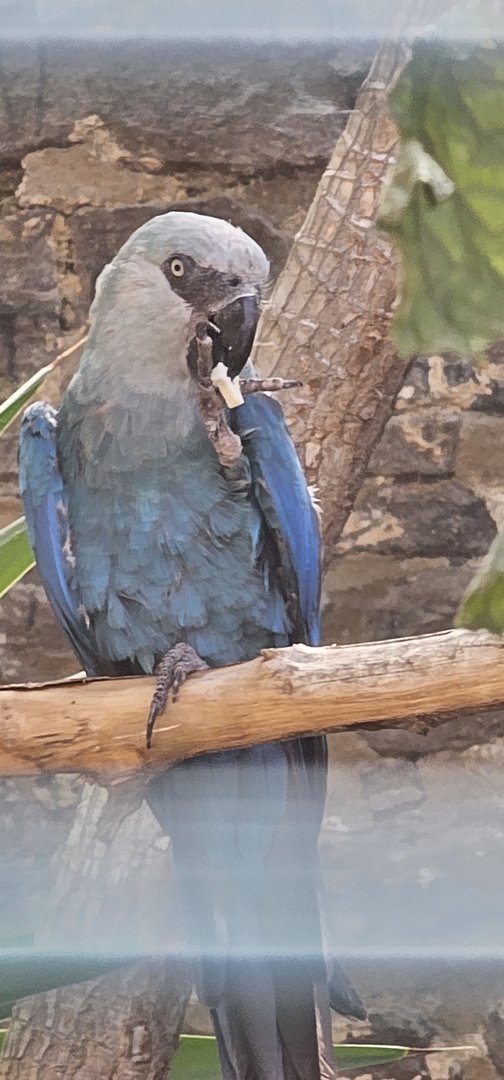 Spix macaw