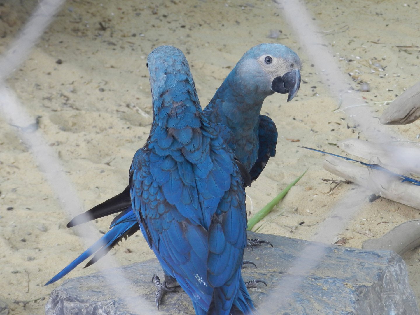Spix´s Macaw