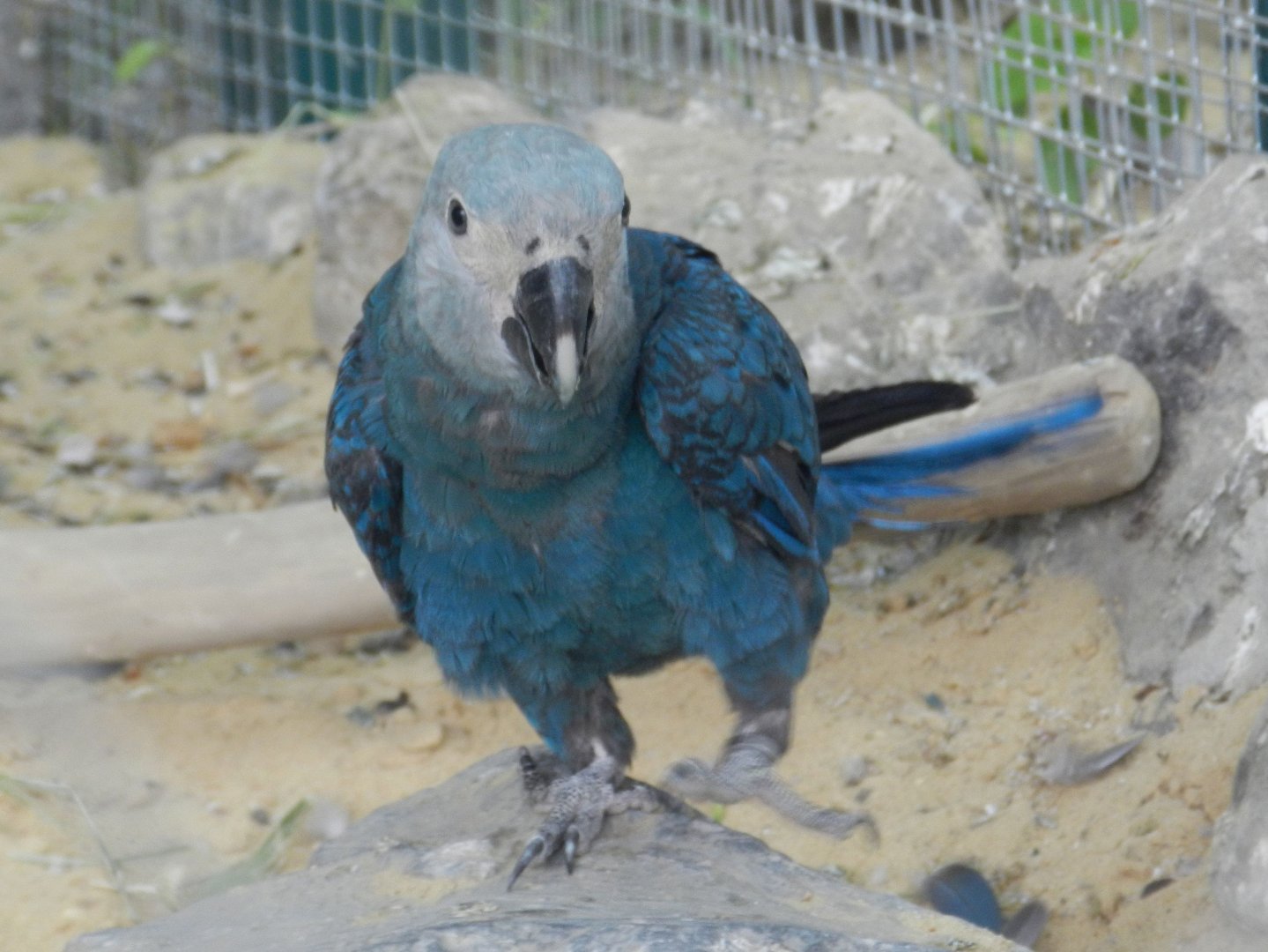Spix´s Macaw