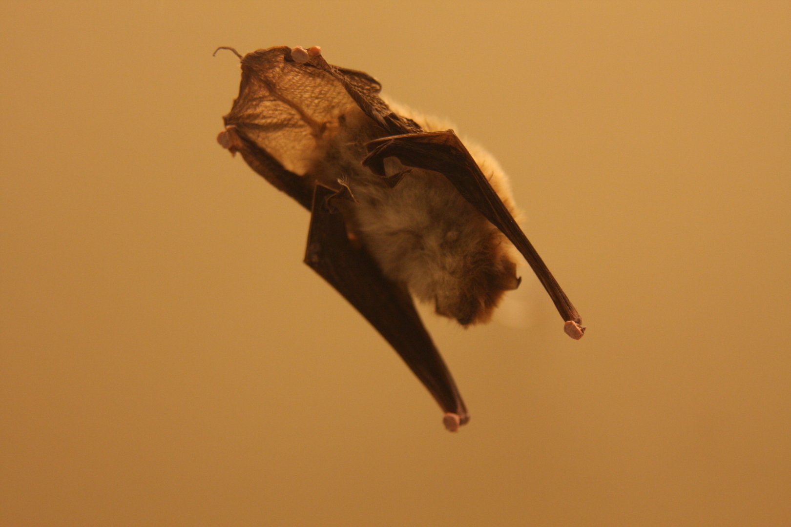 Spix's disk-winged bat (Thyroptera tricolor)