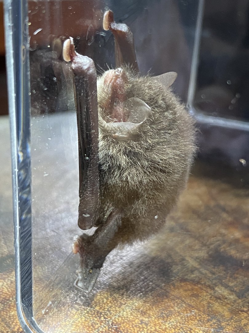 Spix’s Disk-winged Bat (Thyroptera tricolor)