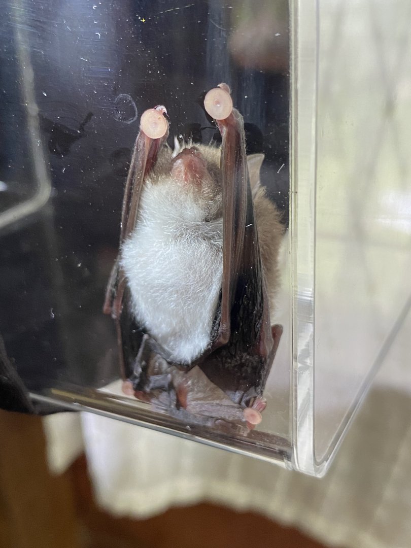 Spix’s Disk-winged Bat (Thyroptera tricolor)