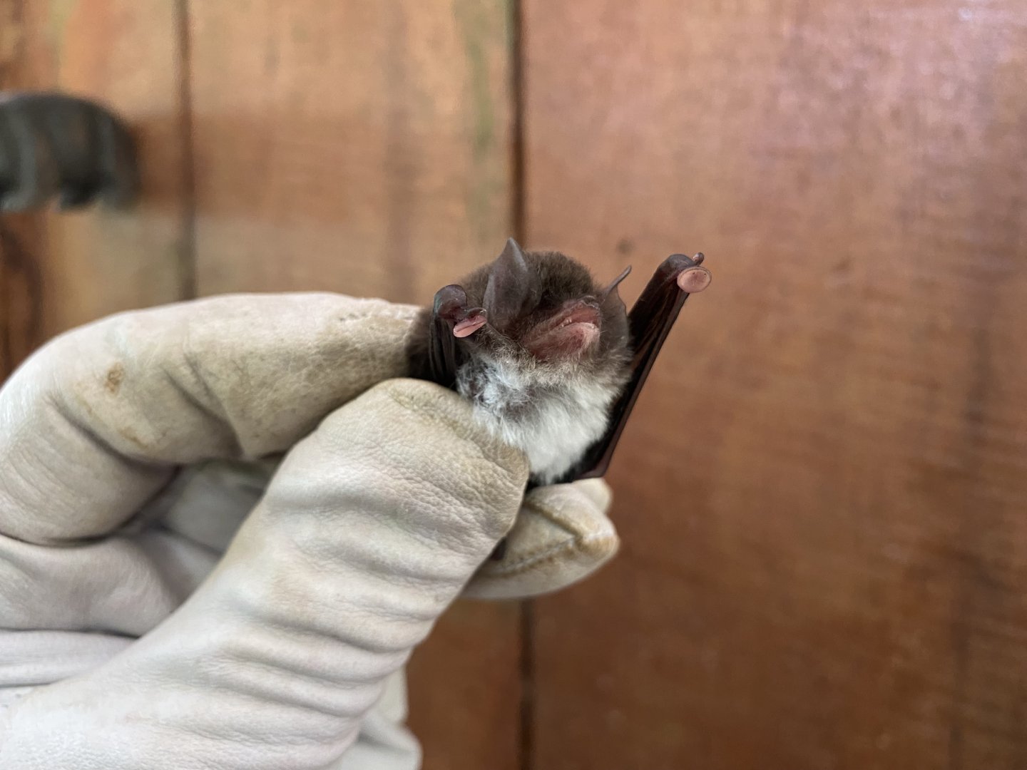 Spix’s Disk-winged Bat (Thyroptera tricolor)
