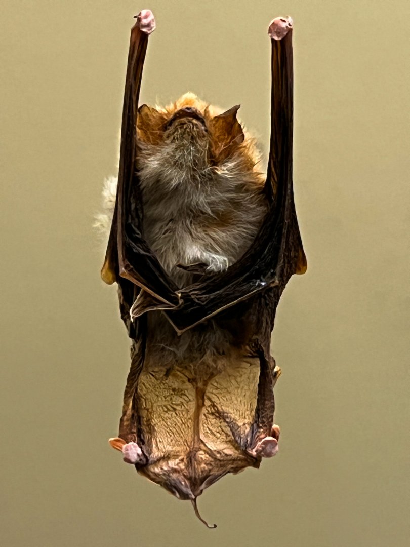 Spix's Disk Winged Bat