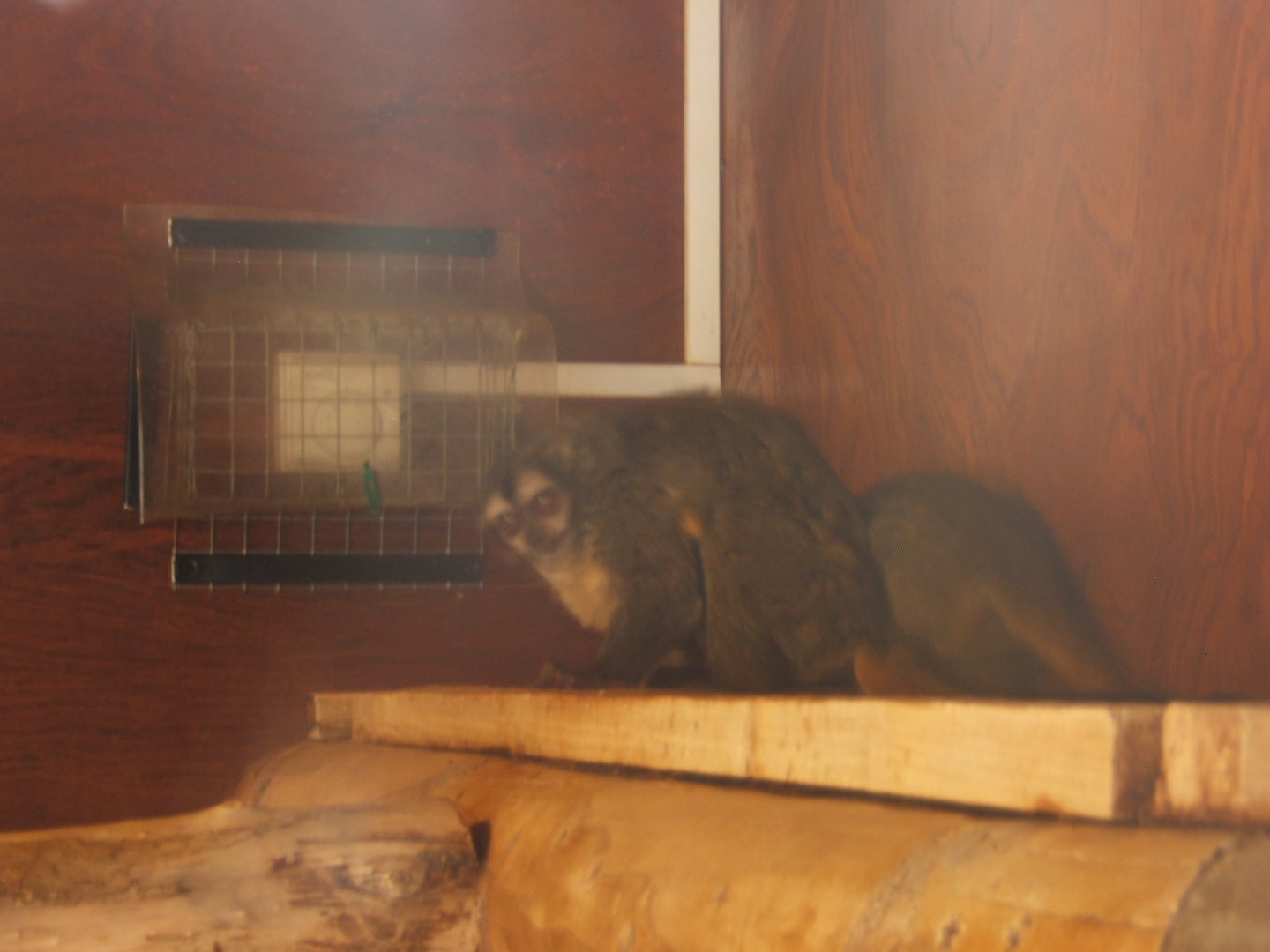 Spix's Douroucouli 27/08/2017