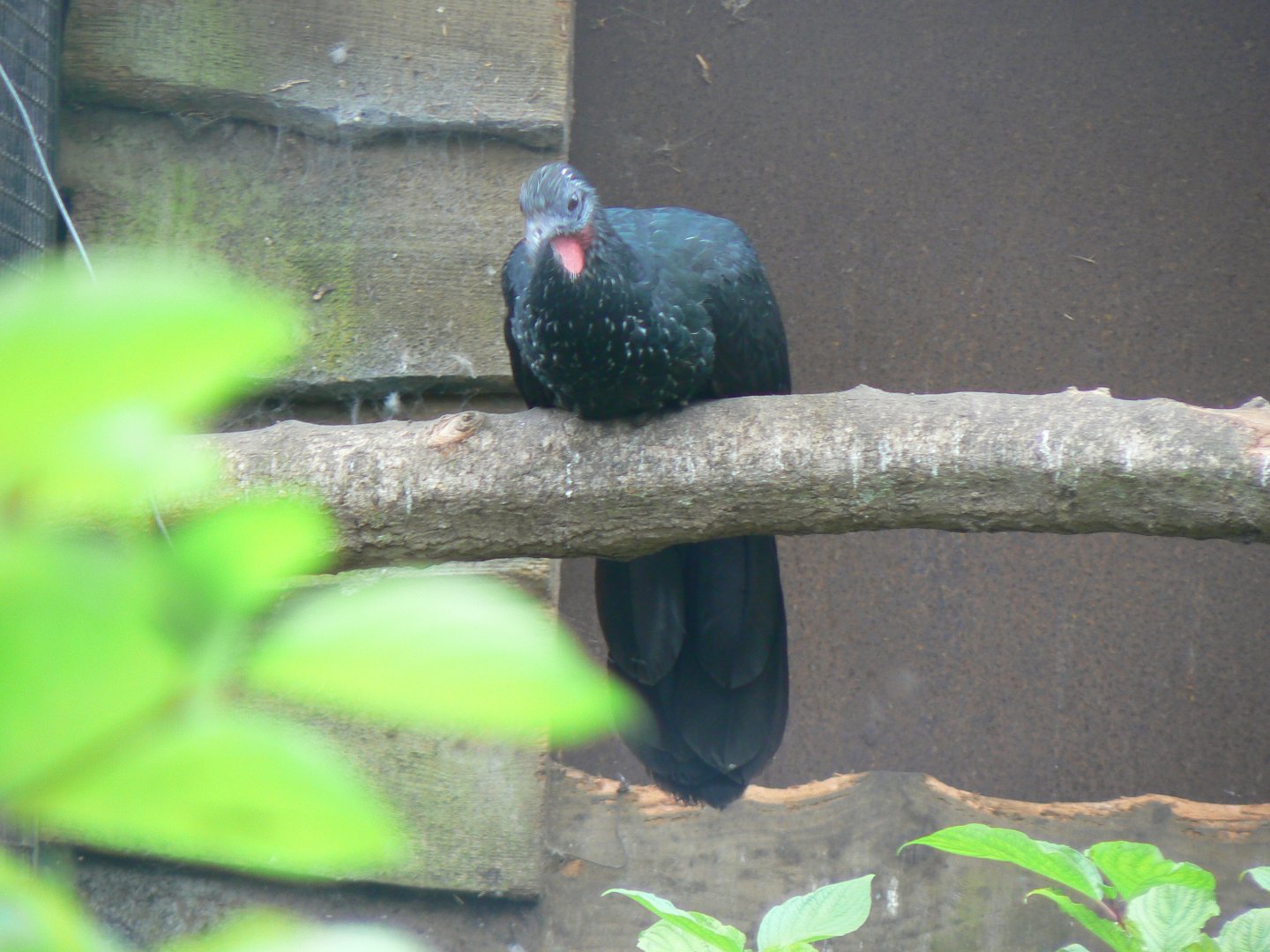 Spix's Guan - 16 September 2017