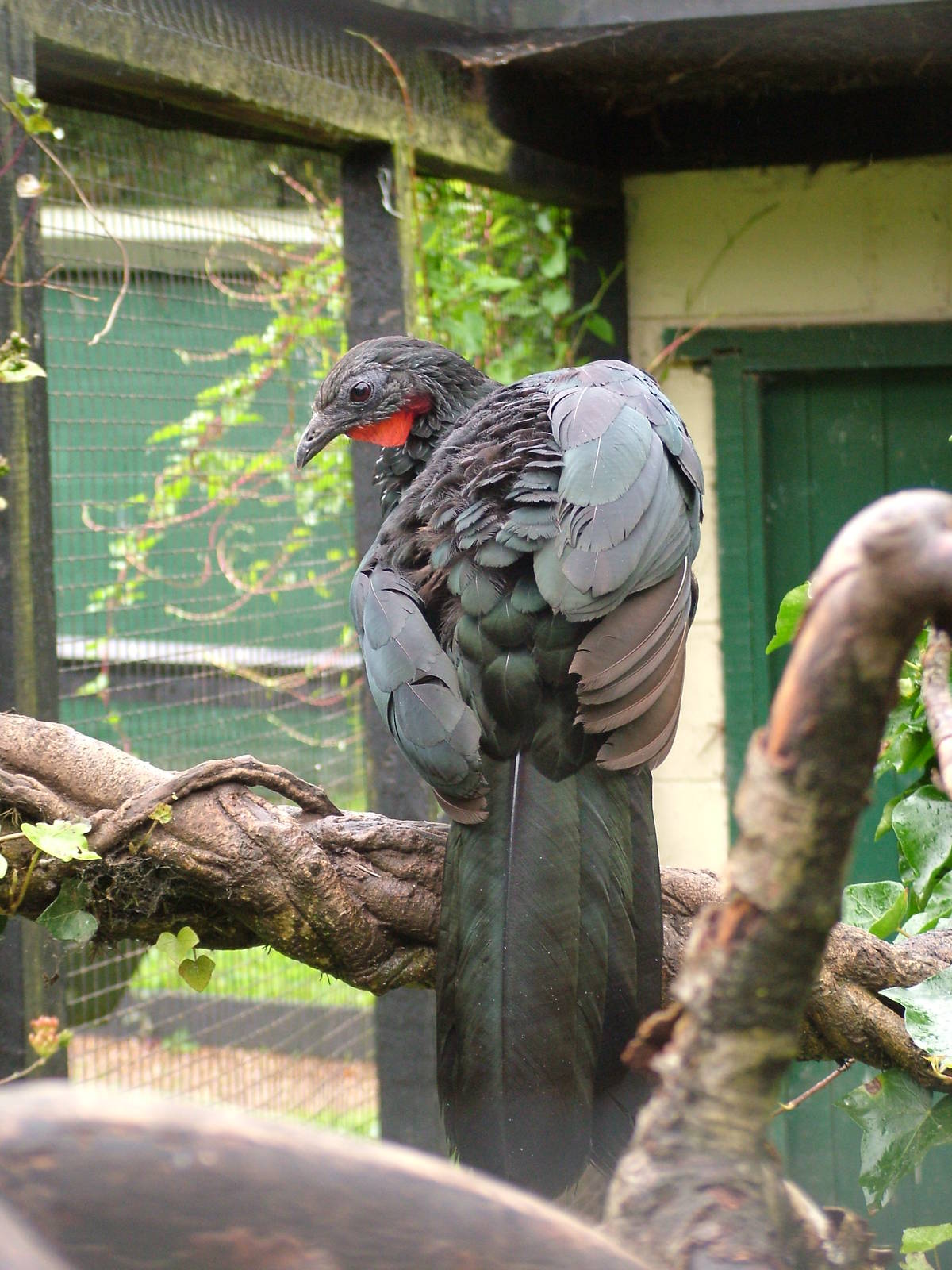 Spix's Guan at Lotherton Hall 01/08/09