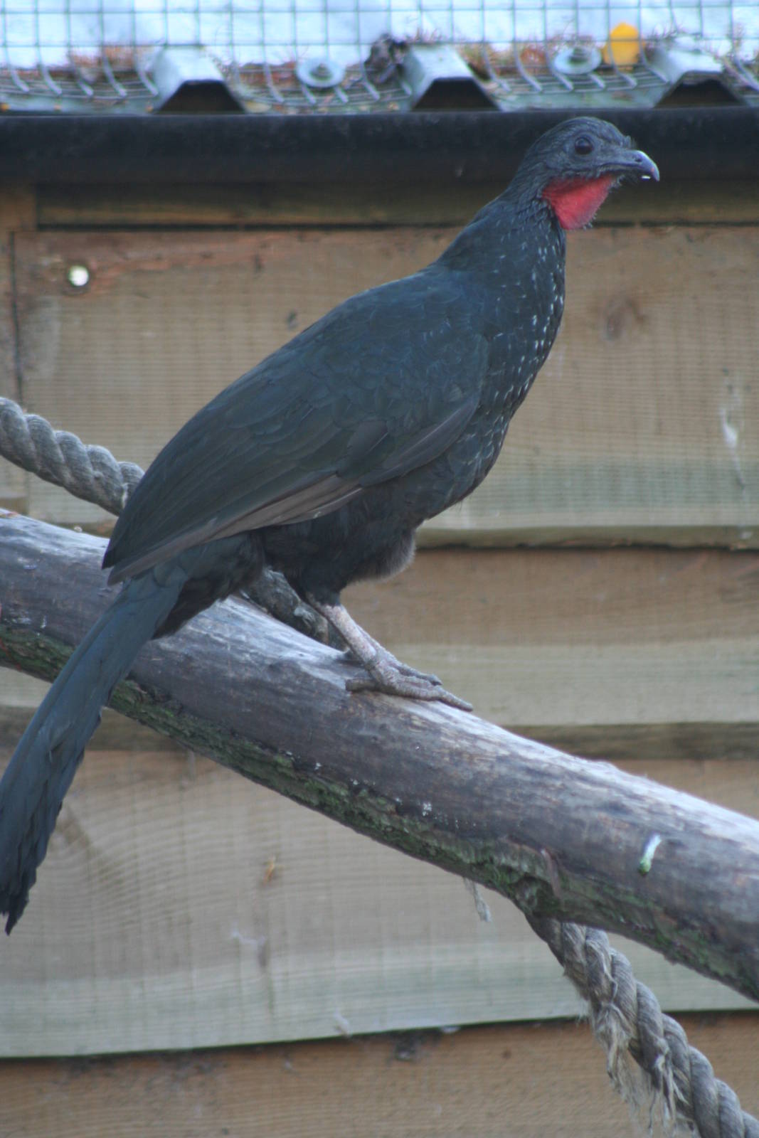 Spix's Guan @ Lotherton; 10.11.2010