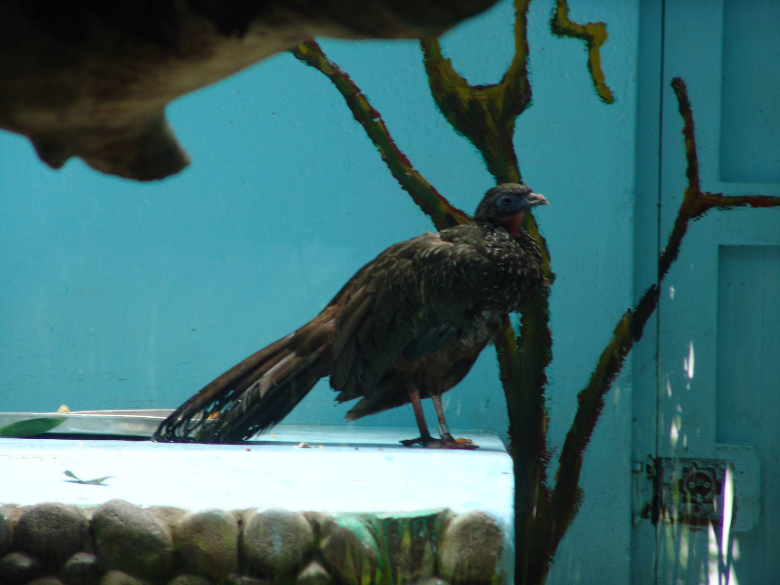 Spix's Guan (Penelope jacquacu)