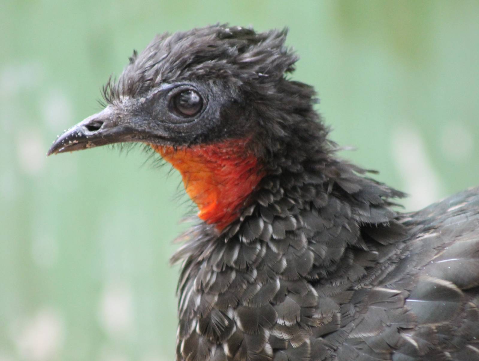 Spix's guan