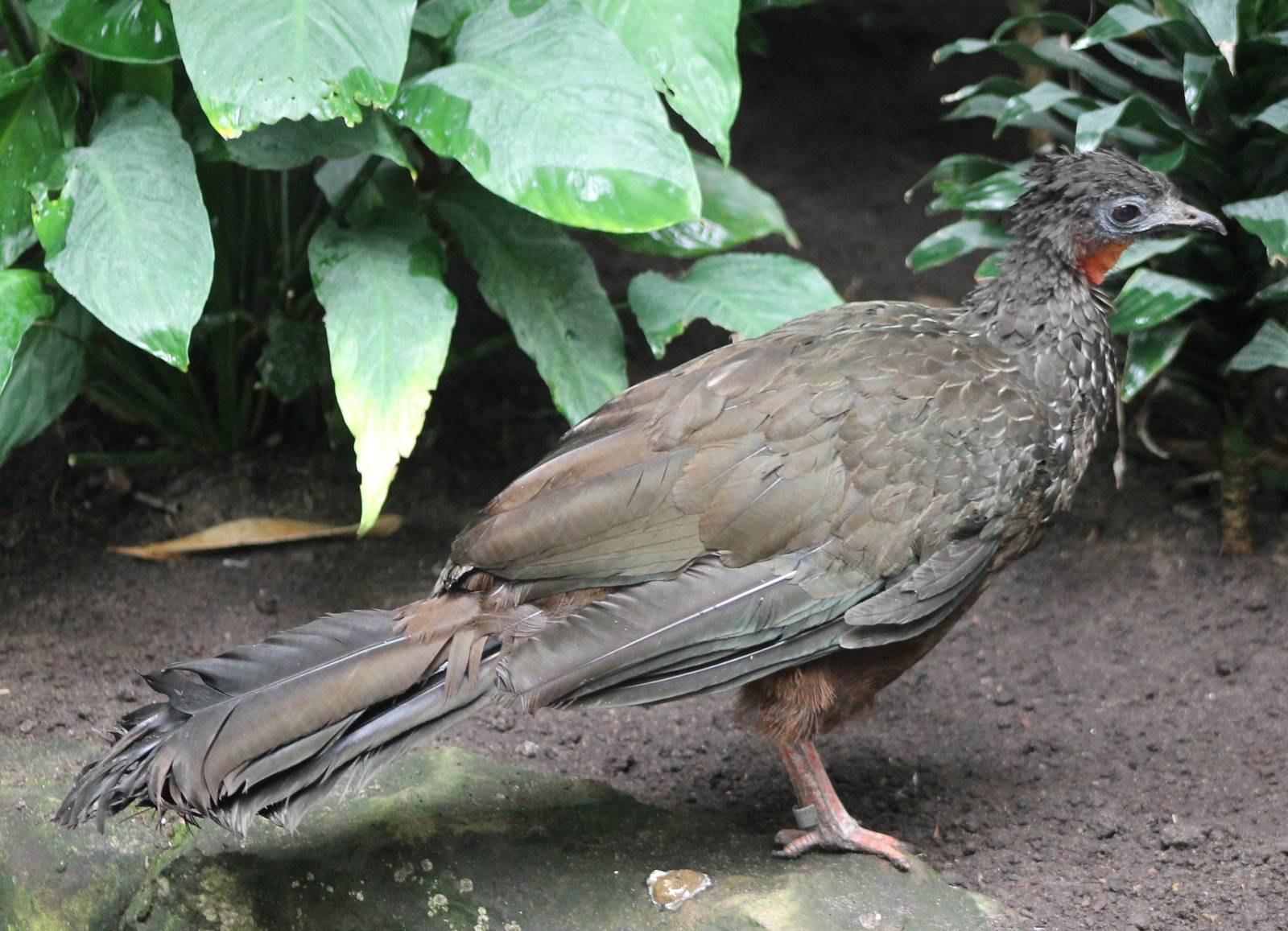 Spix's guan