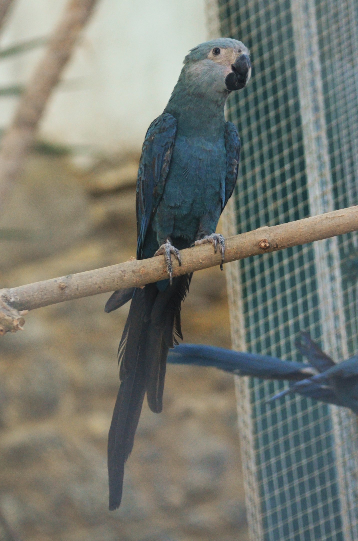Spix's Macaw at Pairi Daiza, 11/09/18