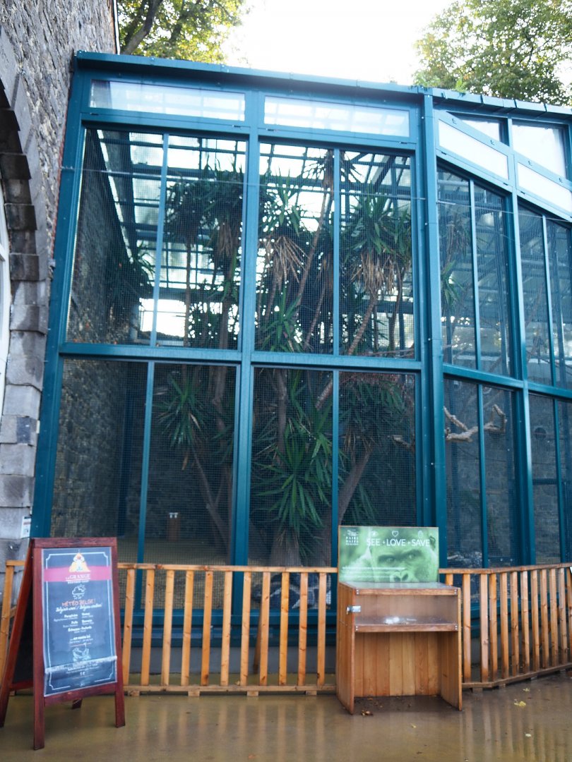 Spix's macaw aviary, 2019-10-04