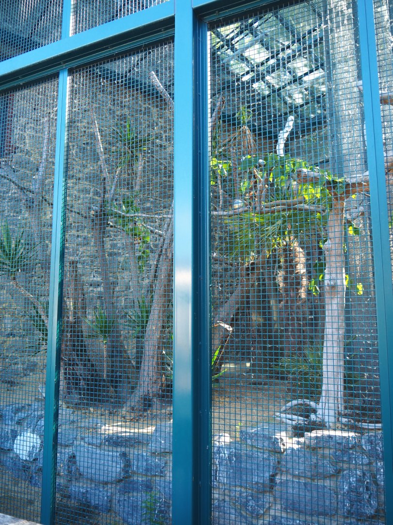 Spix's macaw aviary, 2022-06-28