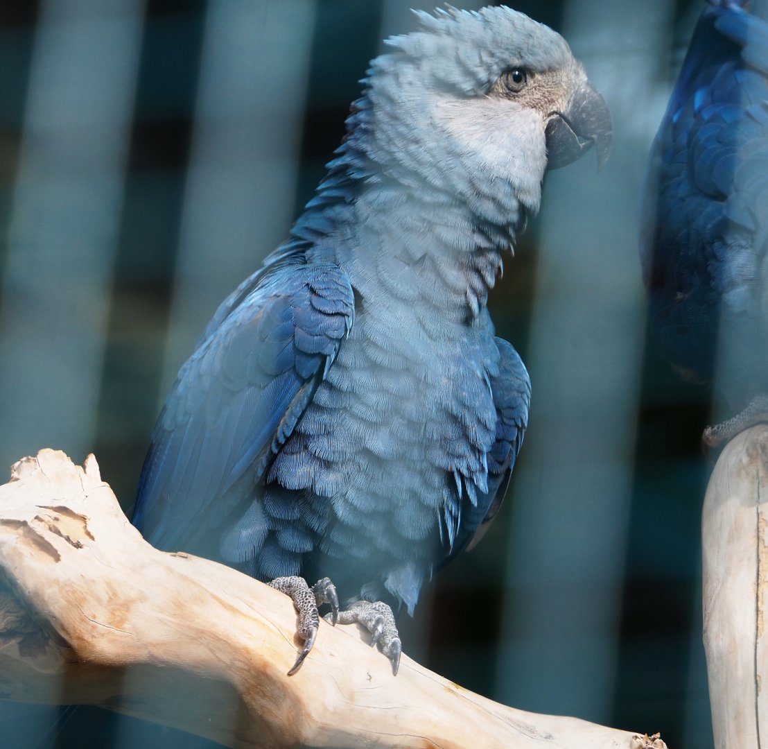 Spix's macaw (Cyanopsitta spixii), 2019-10-05