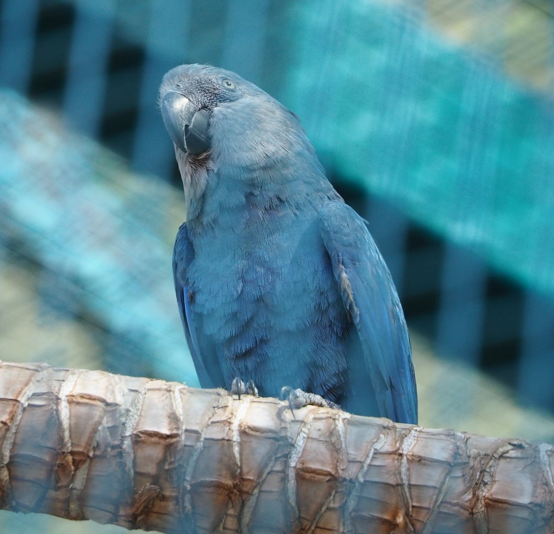 Spix's macaw (Cyanopsitta spixii), 2021-09-02