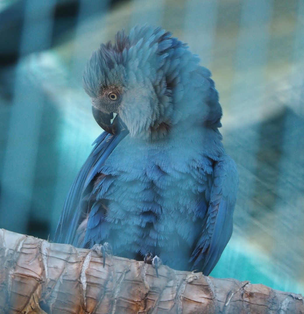 Spix's macaw (Cyanopsitta spixii), 2021-09-03