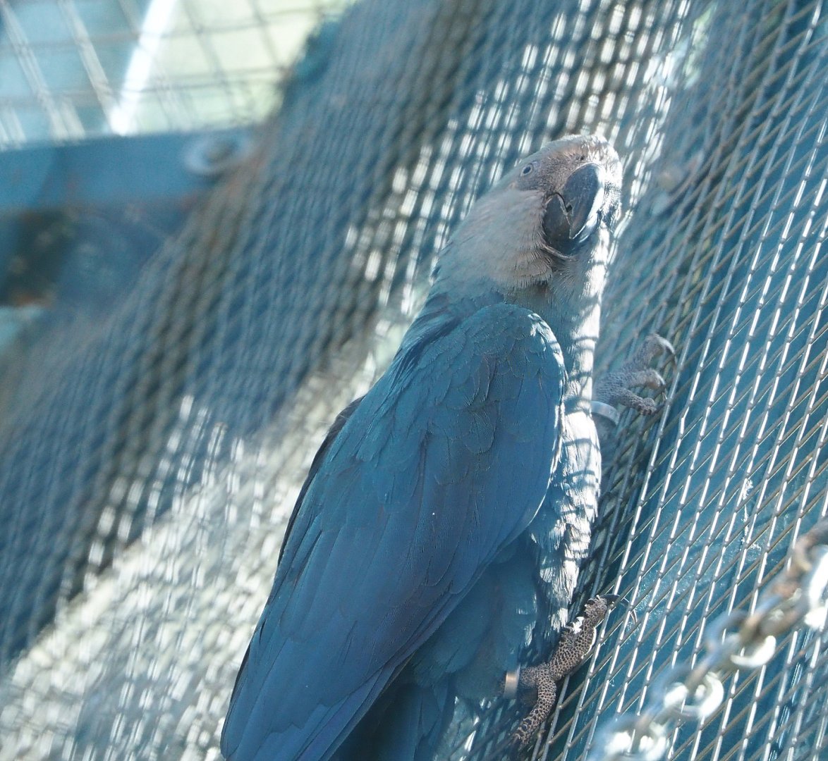 Spix's macaw (Cyanopsitta spixii), 2022-06-28