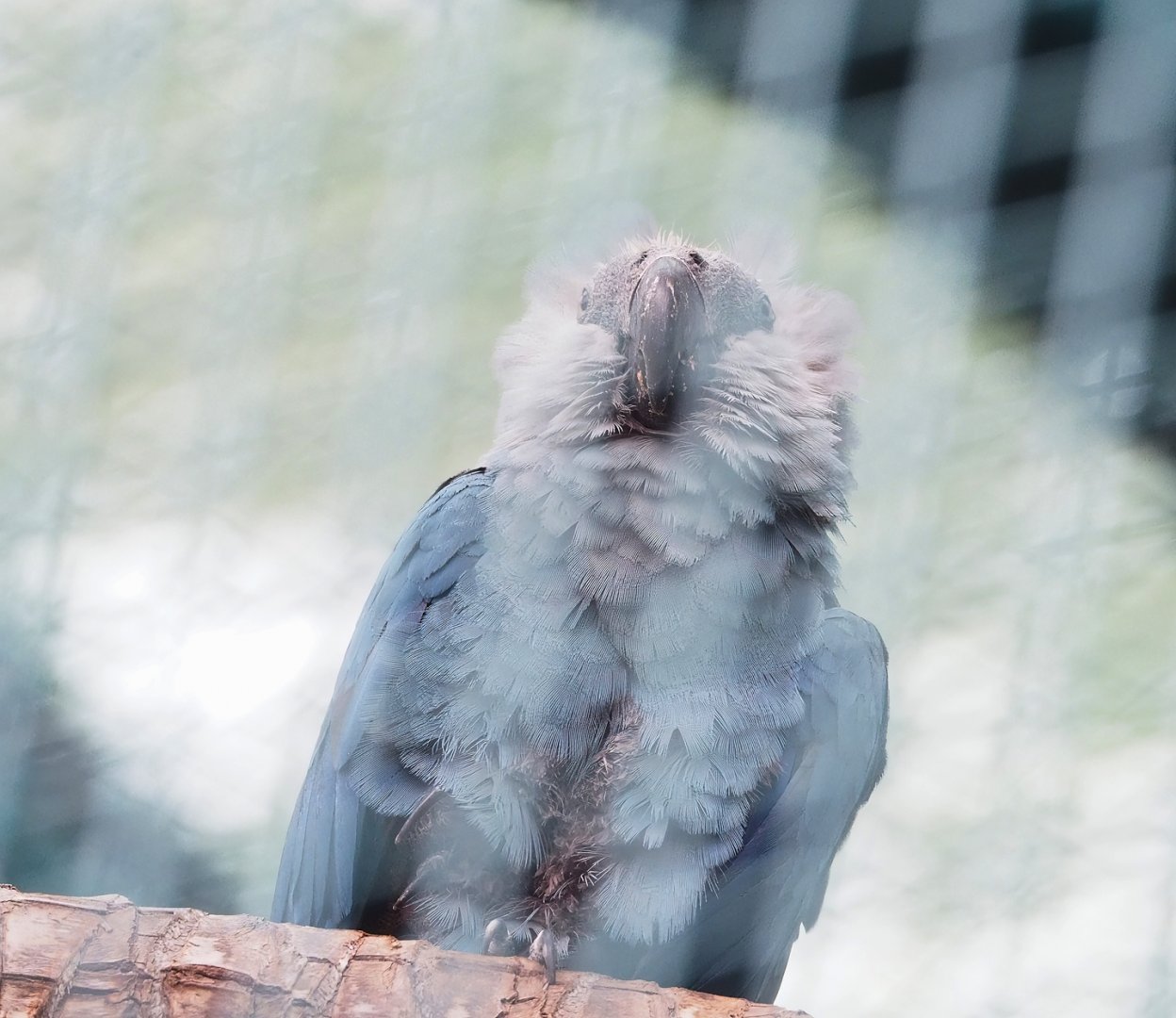 Spix's macaw (Cyanopsitta spixii), 2023-05-15