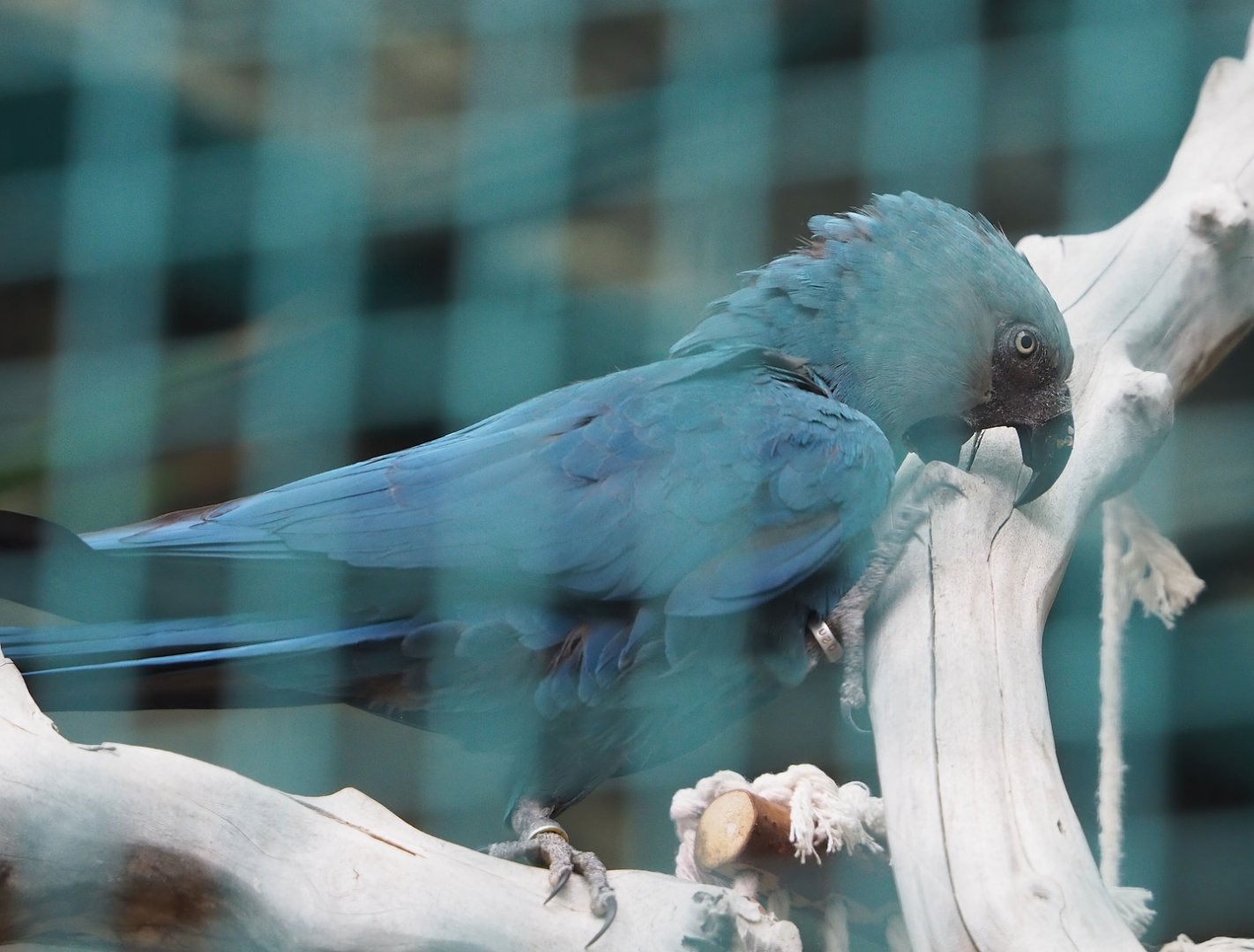 Spix's macaw (Cyanopsitta spixii), 2023-10-13