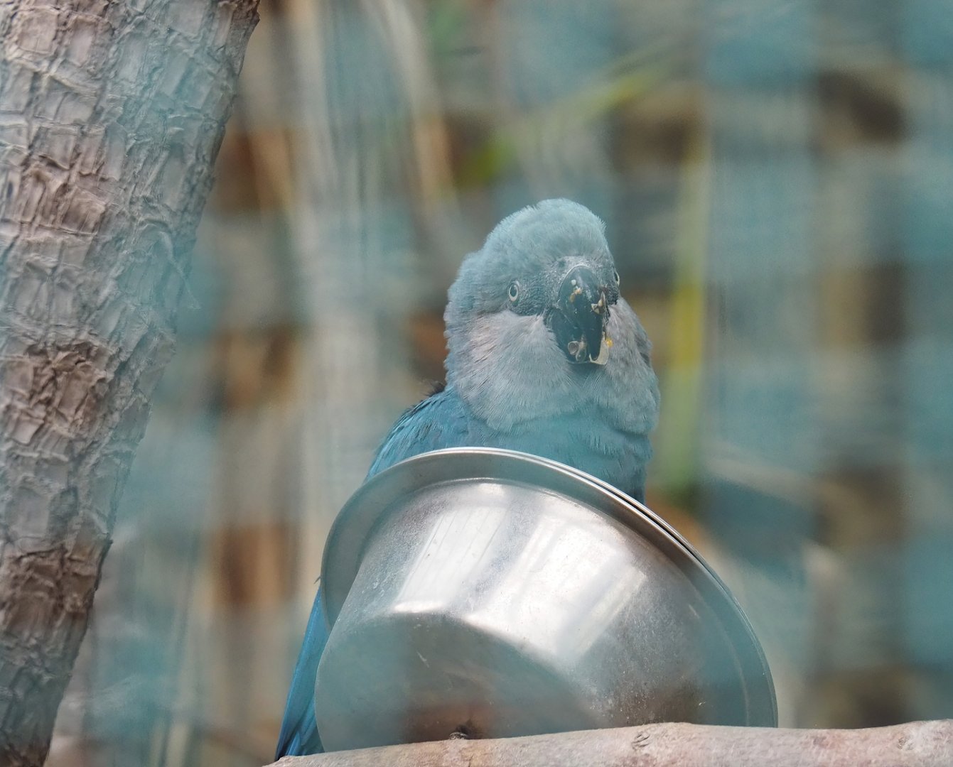 Spix's macaw (Cyanopsitta spixii), 2023-10-13