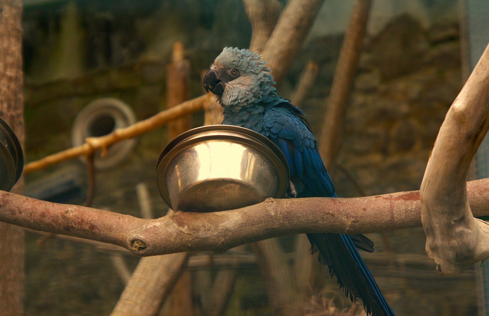 Spix's Macaw (Cyanopsitta spixii), 24-04-25