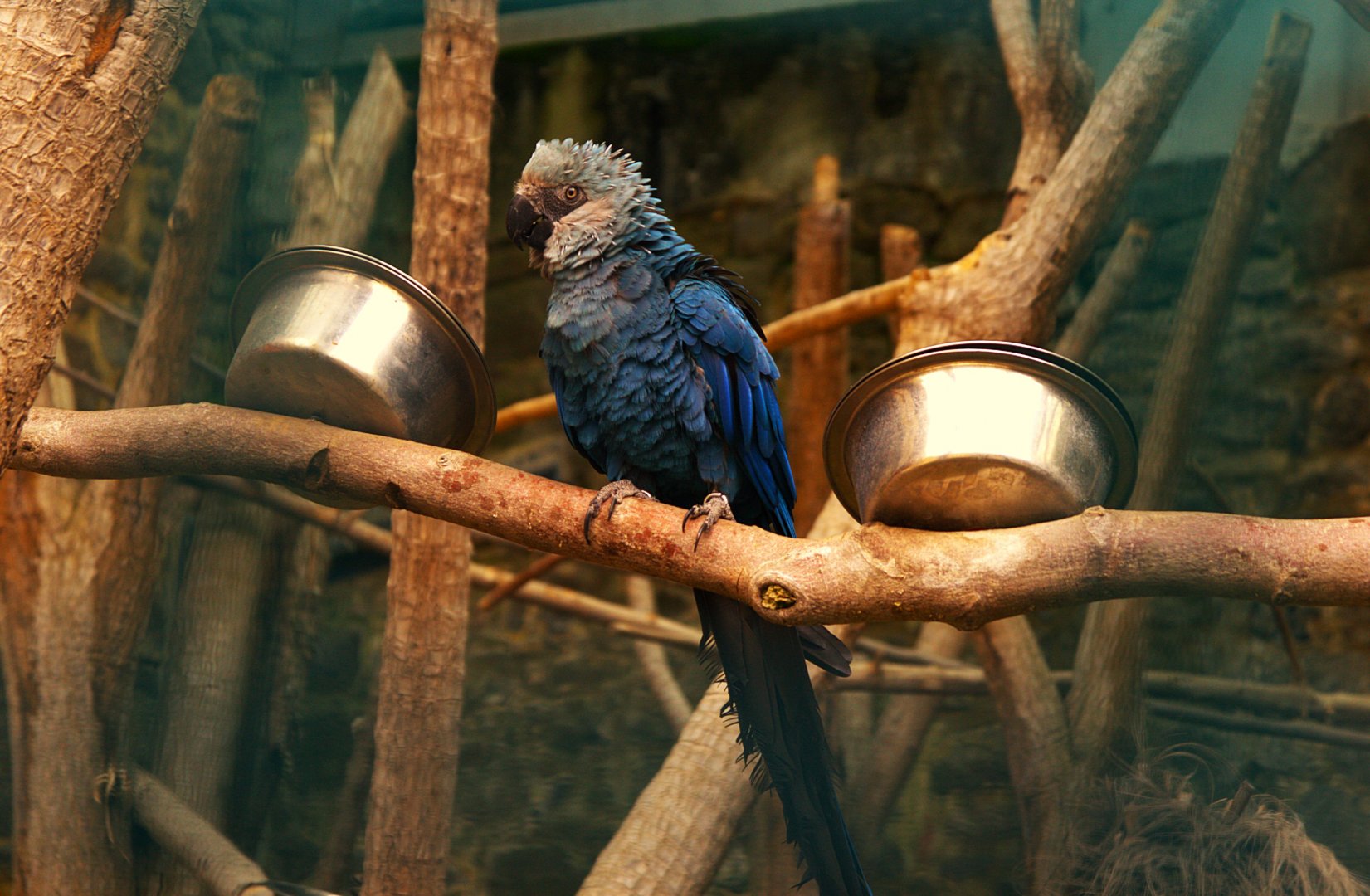 Spix's Macaw (Cyanopsitta spixii), 25-04-25