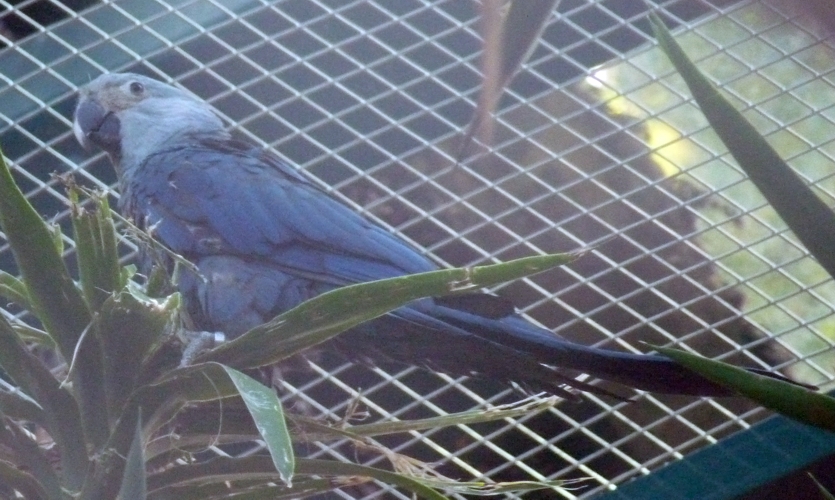 Spix's macaw (Cyanopsitta spixii)