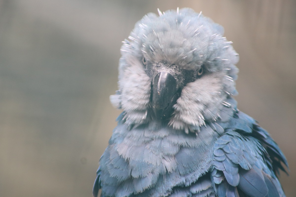 Spix's Macaw (Cyanopsitta spixii)