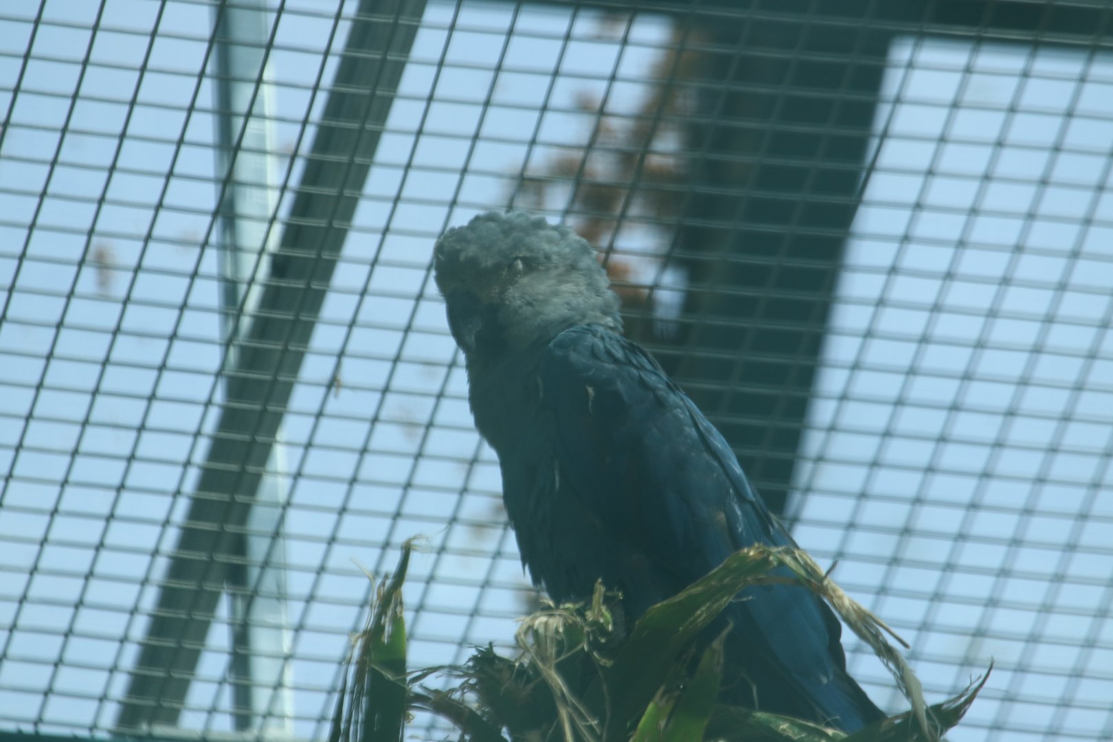 Spix's Macaw (July 2019)