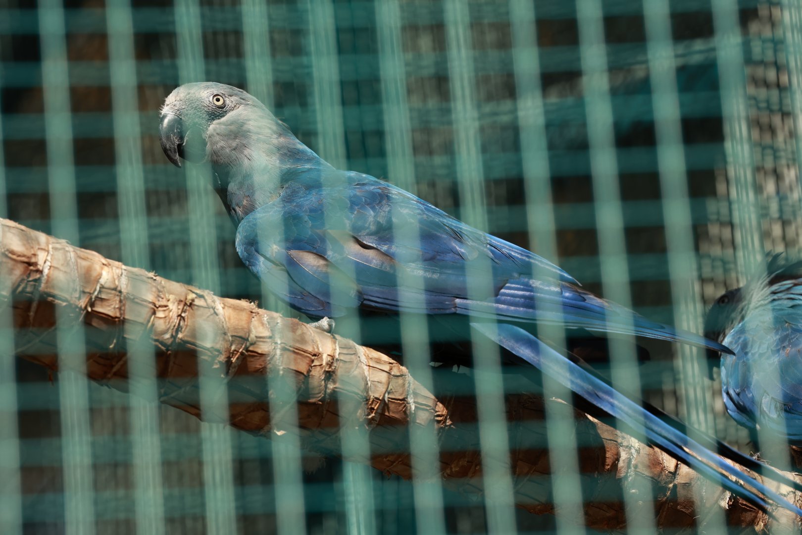 Spix's Macaw (July 2021)