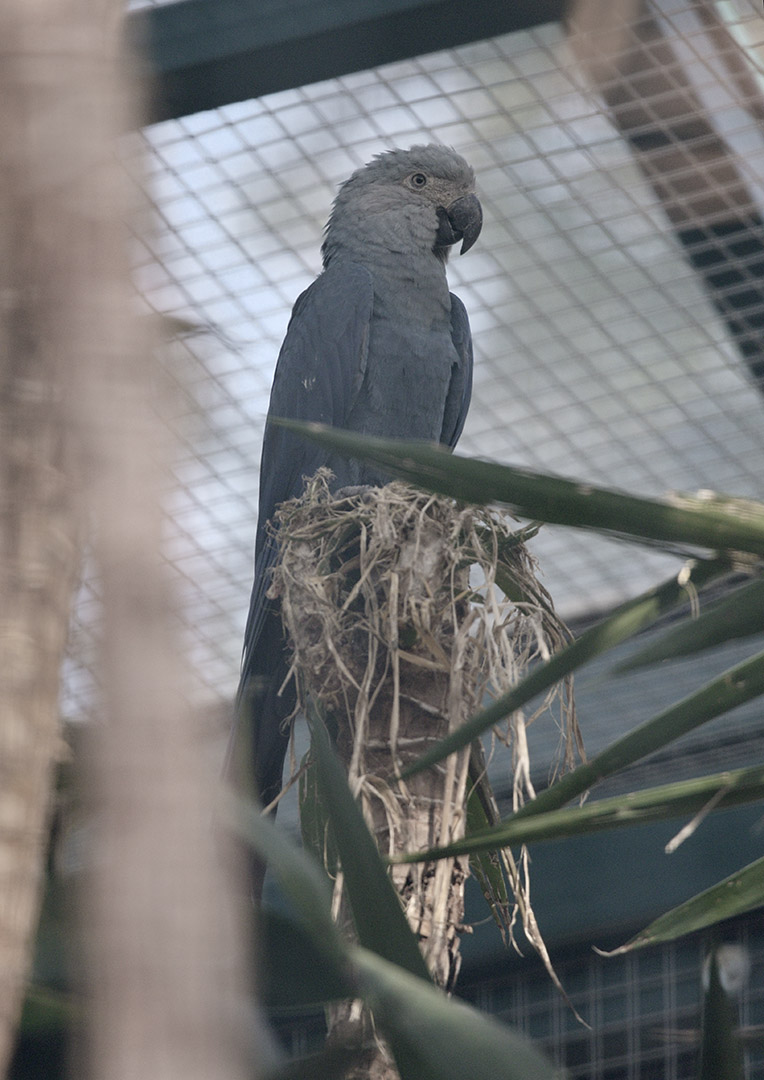 Spix's macaw