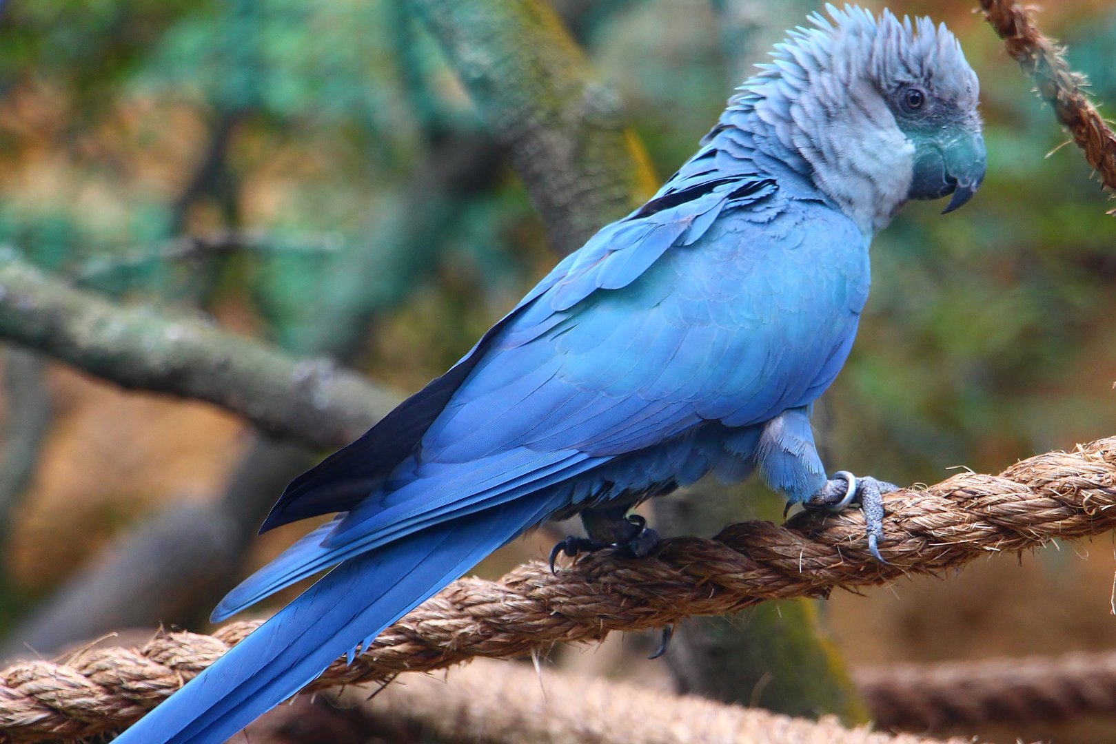 Spix's Macaw