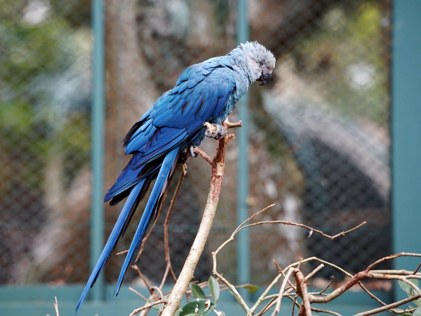 Spix’s Macaw