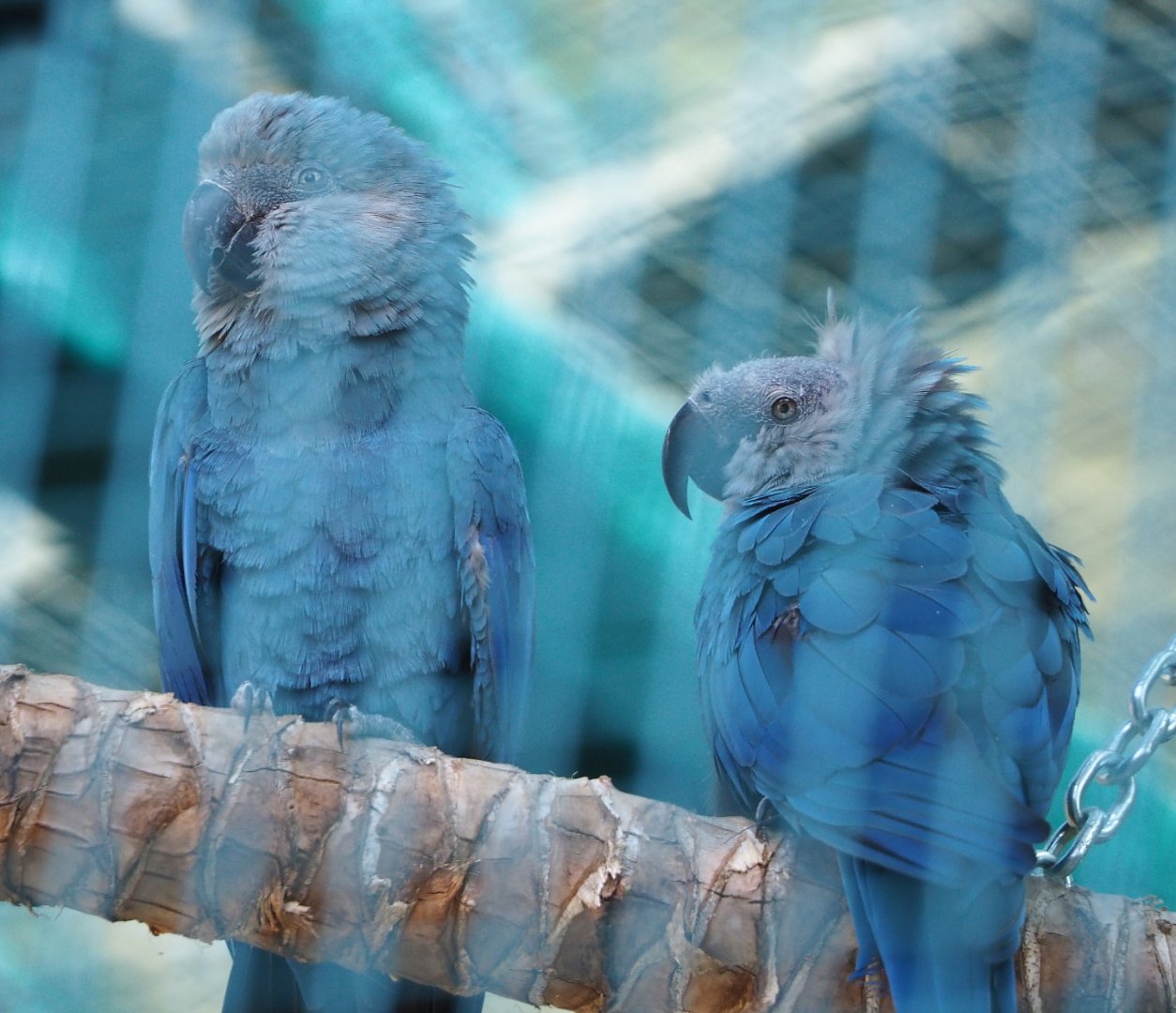 Spix's macaws (Cyanopsitta spixii), 2021-09-02
