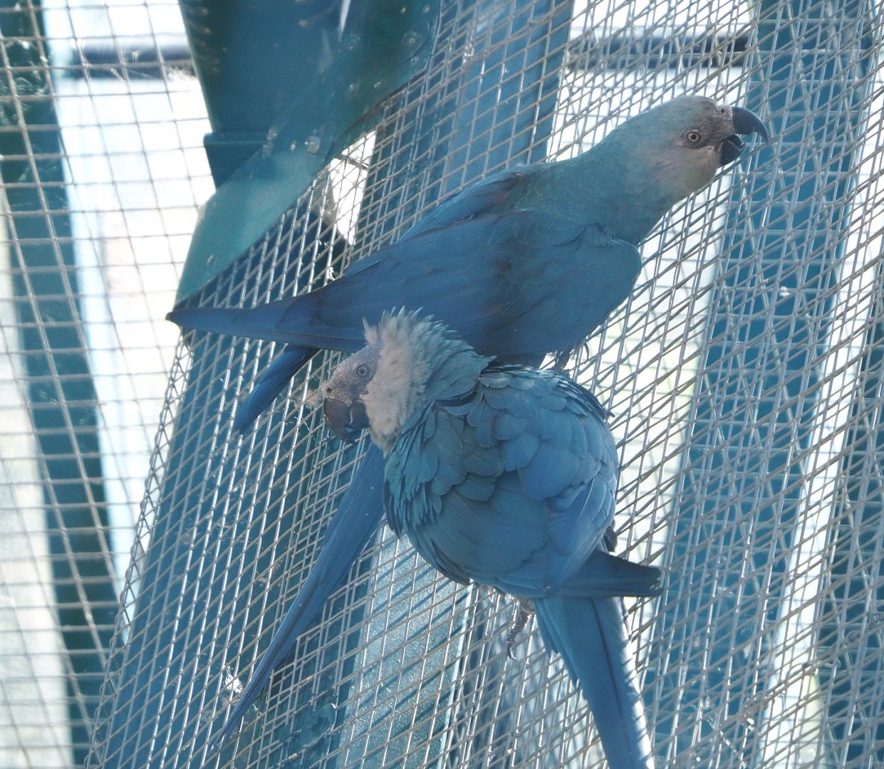 Spix's macaws (Cyanopsitta spixii), 2022-06-28