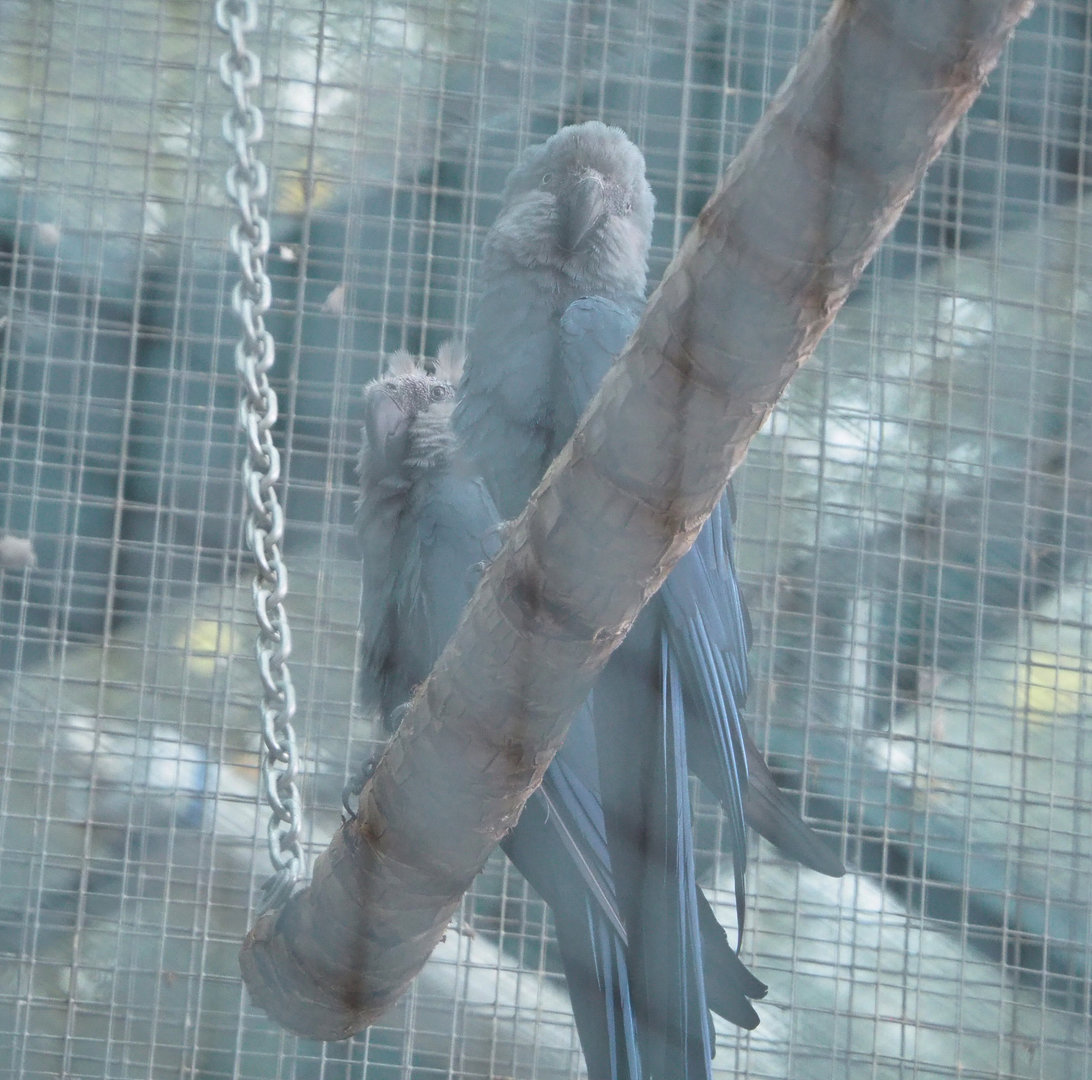 Spix's macaws (Cyanopsitta spixii), 2022-09-14